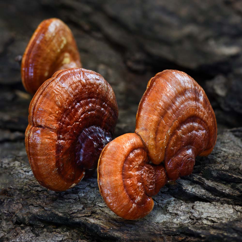 Functional Mushrooms Reishi