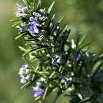 Rosemary